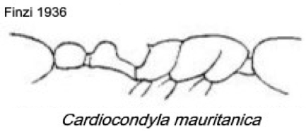 {Cardiocondyla mauritanica}