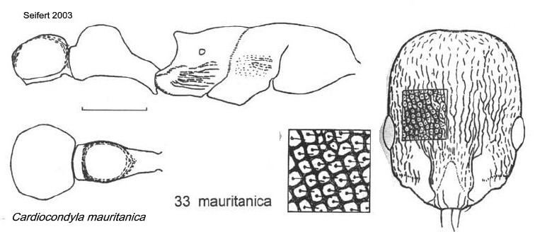 {Cardiocondyla mauritanica}