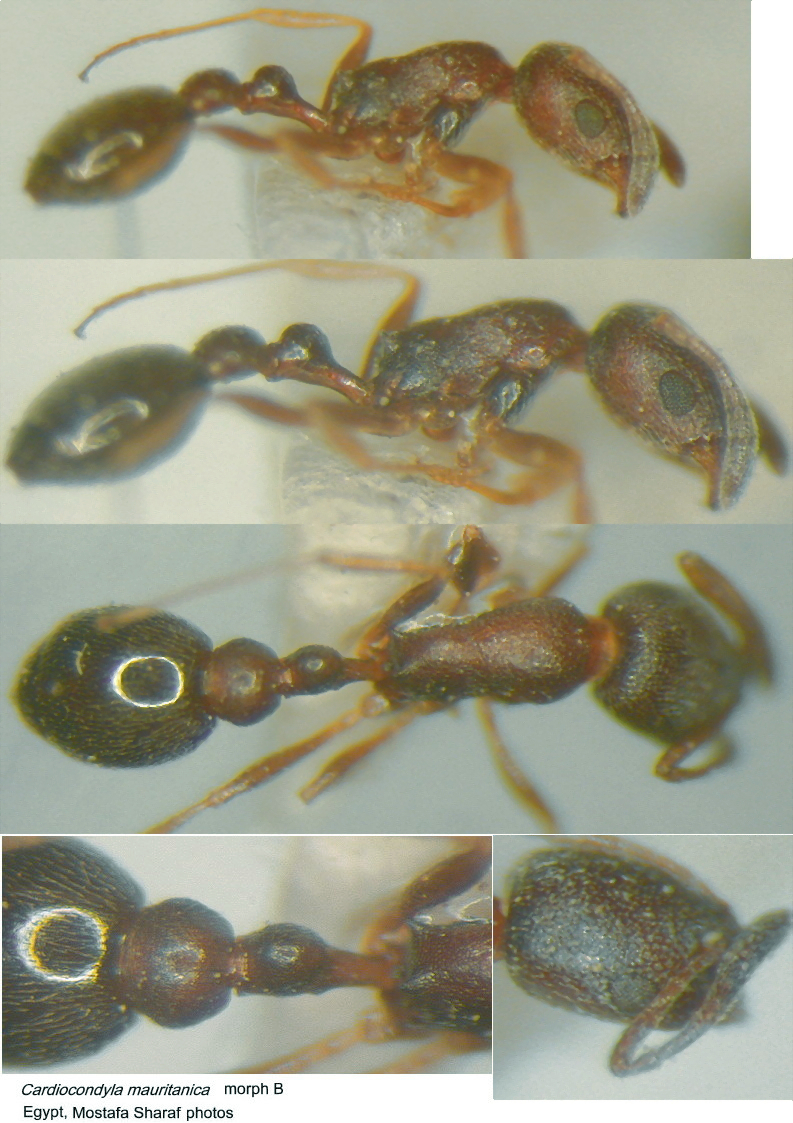 {Cardiocondyla mauritanica Morph B}