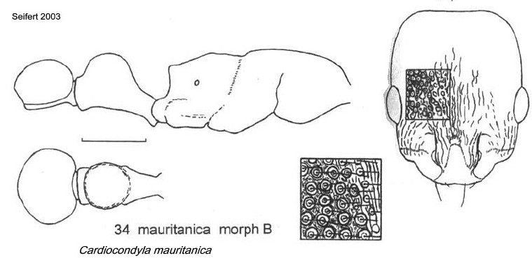 {Cardiocondyla mauritanica morph B}