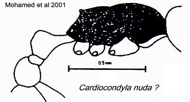 {Cardiocondyla sp}