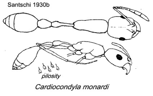 {Cardiocondyla monardi}