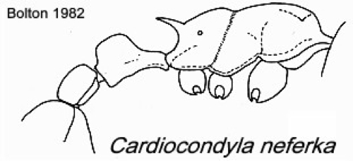 {Cardiocondyla neferka}