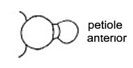 {short description of image}