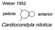 {Cardiocondyla nilotica petiole}