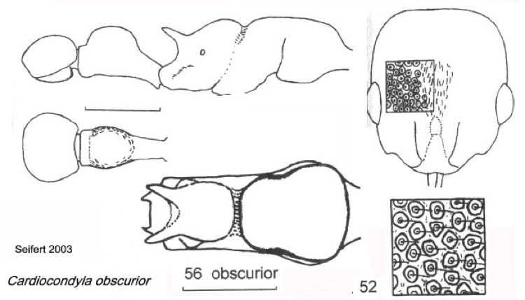 {Cardiocondyla obscurior}