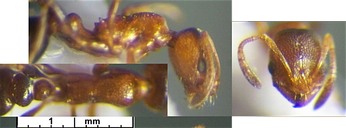 Cardiocondyla persiana