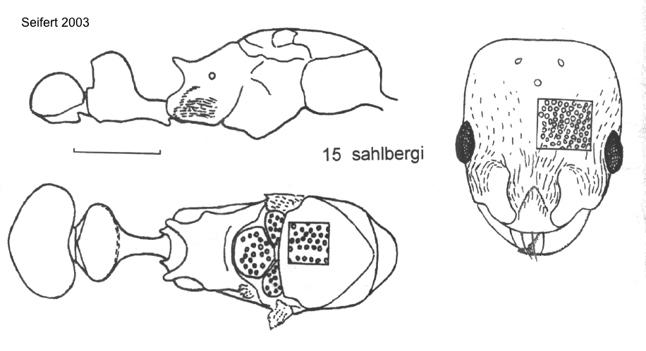 {Cardiocondyla sahlbergi queen }