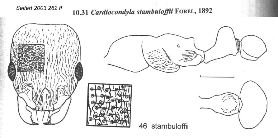 Cardiocondyla stabuloffii