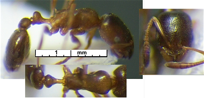 Cardiocondyla stambuloffii