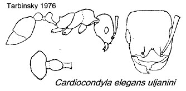 {Cardiocondyla elegans ulianini}