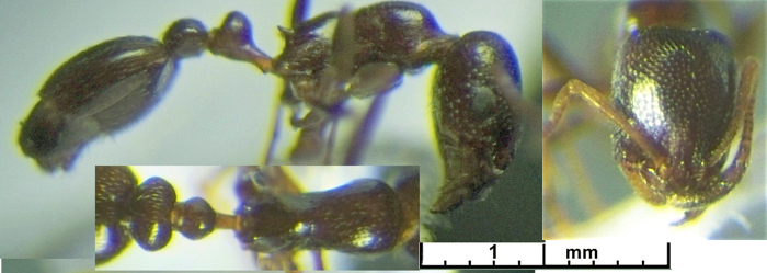 Cardiocondyla ulianini