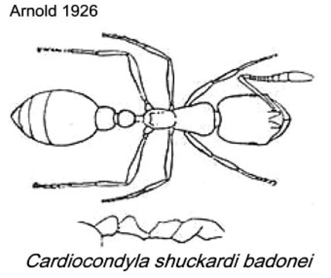 {Cardiocondyla venustuia