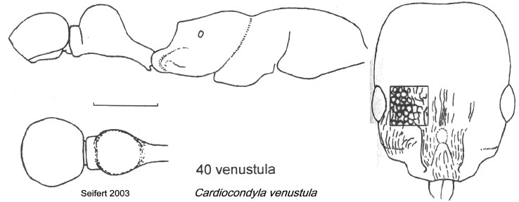 {Cardioconyla venustula}