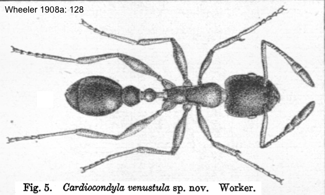 Cardiocondyla venustula