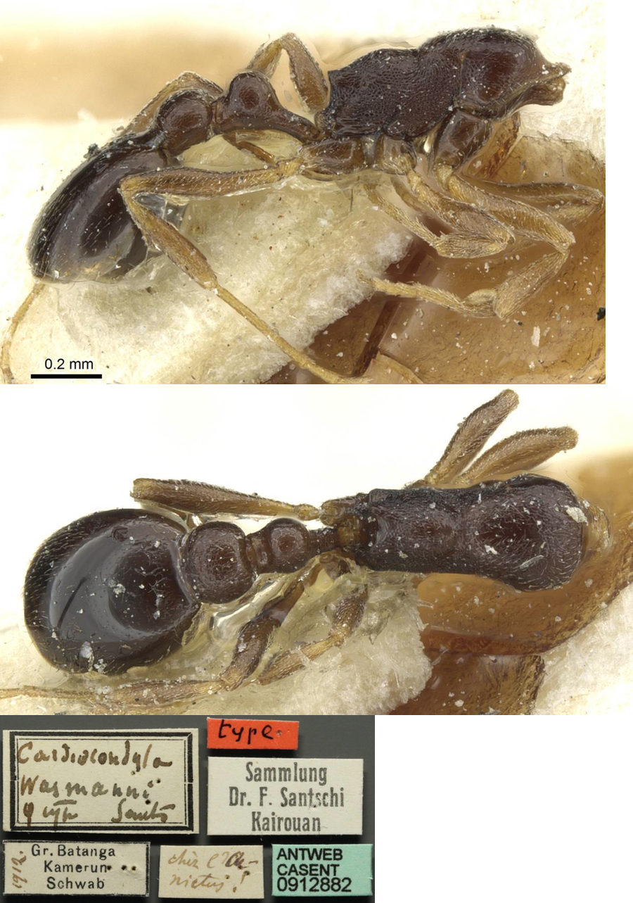 {Cardiocondyla wassmanni}