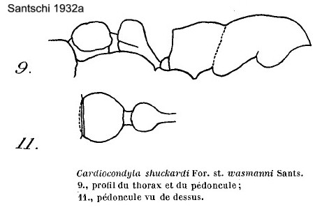 {Cardiocondyla wassmanni}