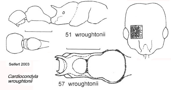 {Cardiocondyla wroughtonii}