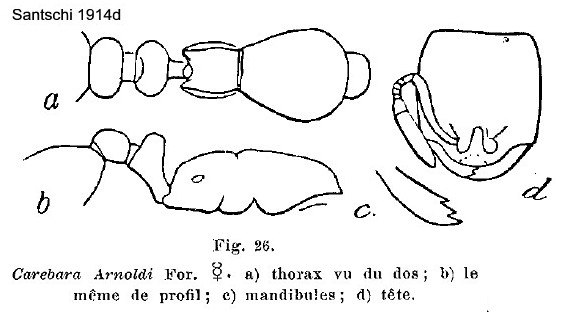 {Carebara arnoldi}