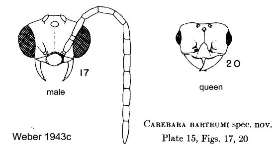 Carebara bartrumi