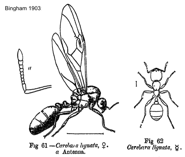 Carebara lignata