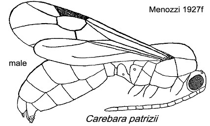 {Carebara patrizii male}