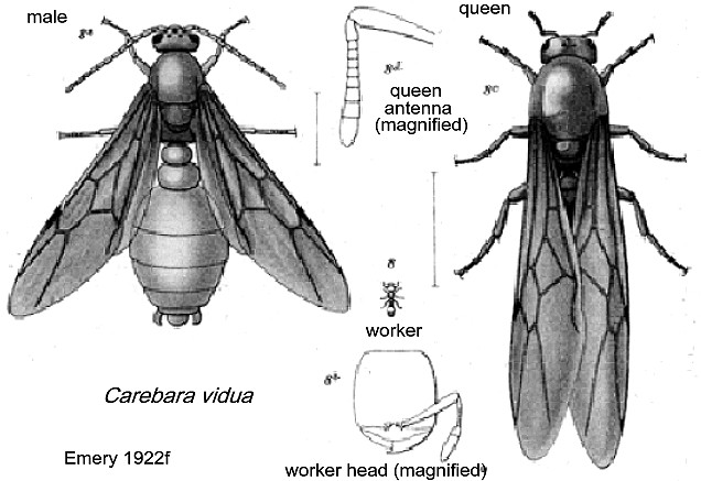 {Carebara vidua morphs}