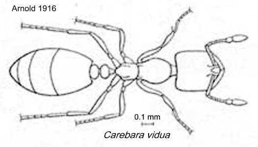 {Carebara vidua}