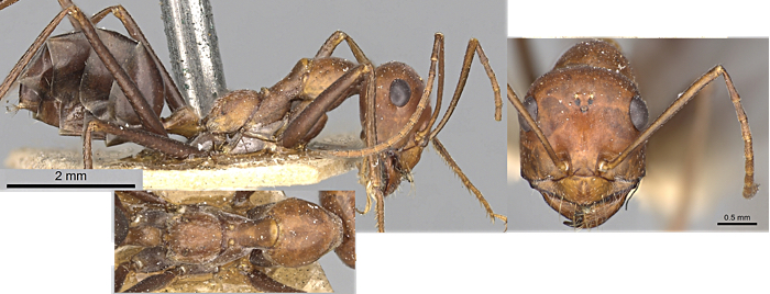 Cataglyphis abyssinicus