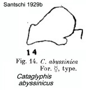 {Cataglyphis abyssinicus}