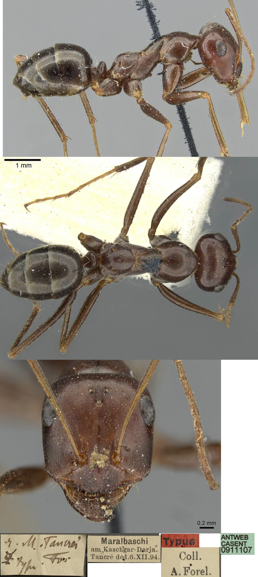 {Cataglyphis aenescens tancrei}