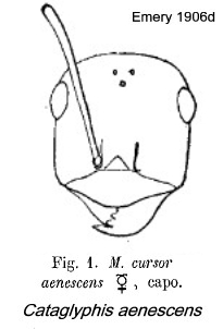 {Cataglyphis aenescens}
