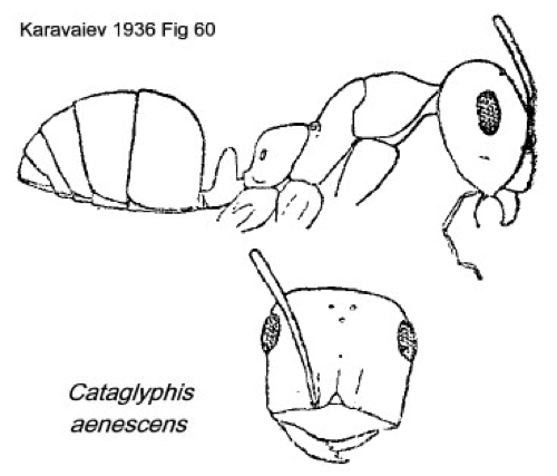 {short description of image}