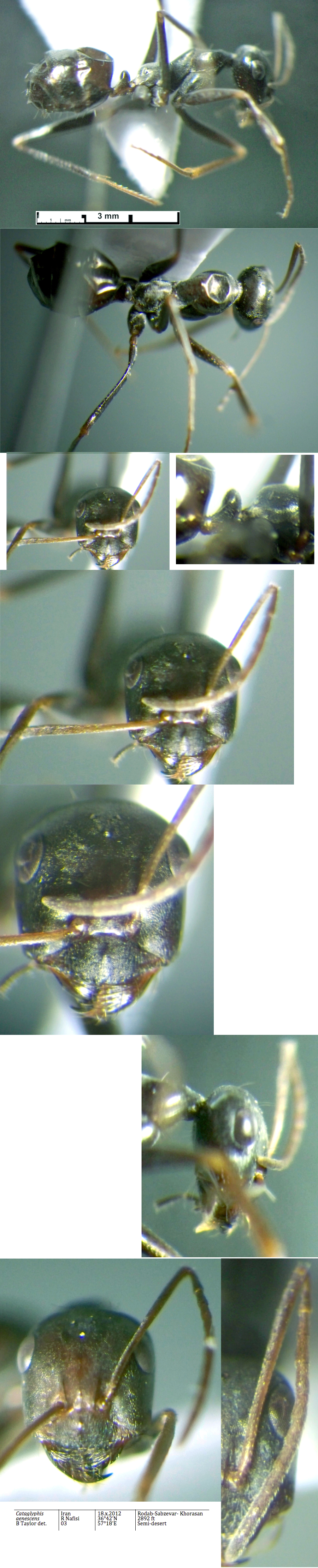 {Cataglyphis aenescens major}