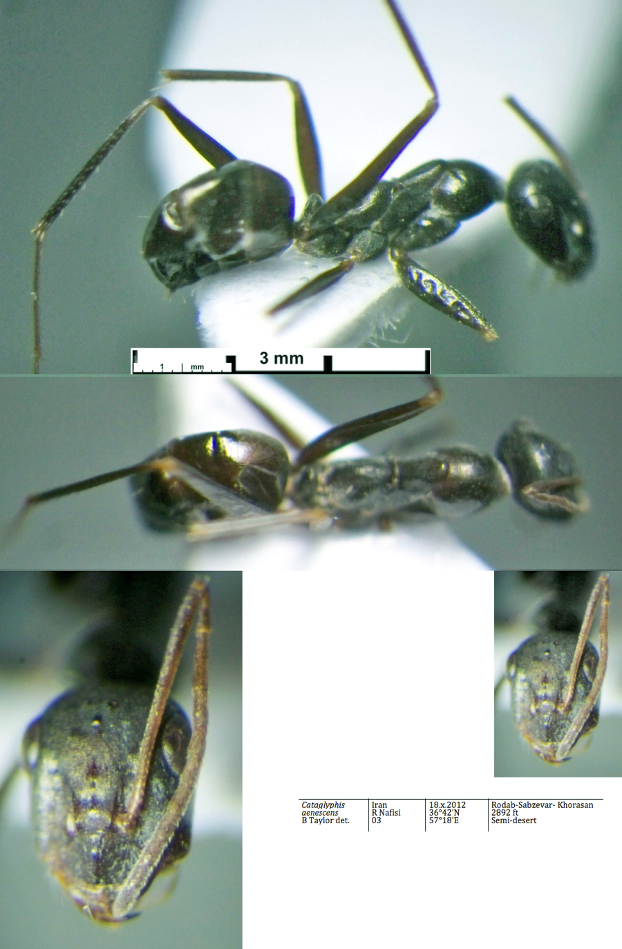 {Cataglyphis aenescens major}