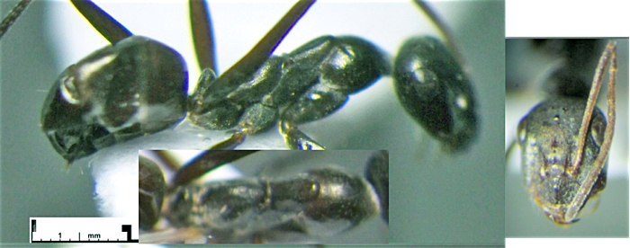 Cataglyphis aenescens