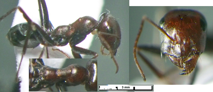 Cataglyphis albicans armenus major