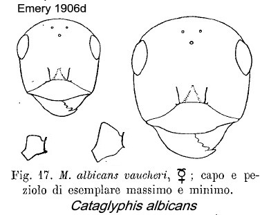 {Cataglyphis albicans vaucheri}