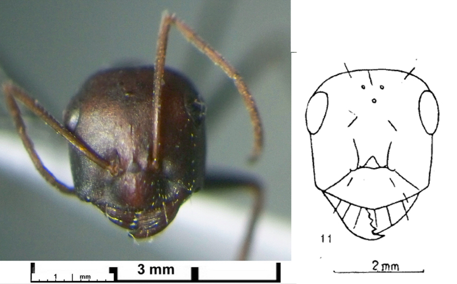 {Cataglyphis alibabae heads}