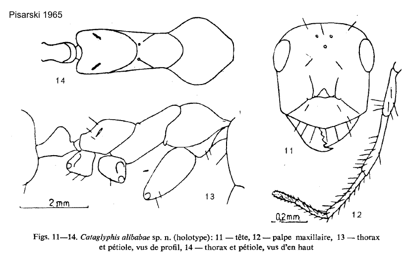 Cataglyphis alibabae