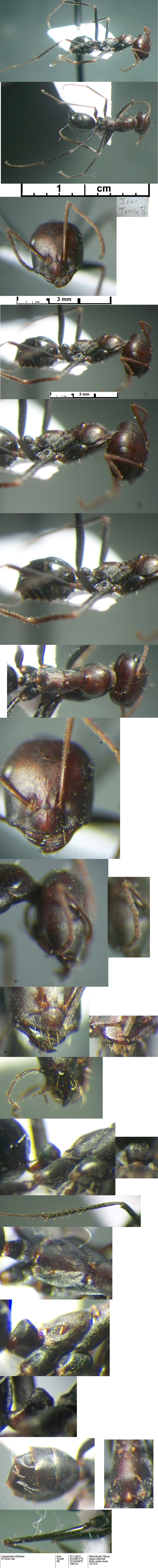 {Cataglyphis alibabae}