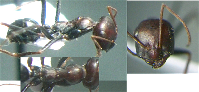 Cataglyphis alibabae