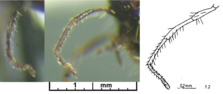 {Cataglyphis alibabae heads}