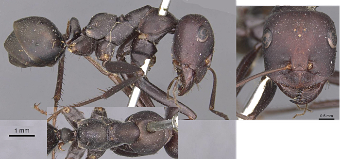 Catag;yphis altisquamis