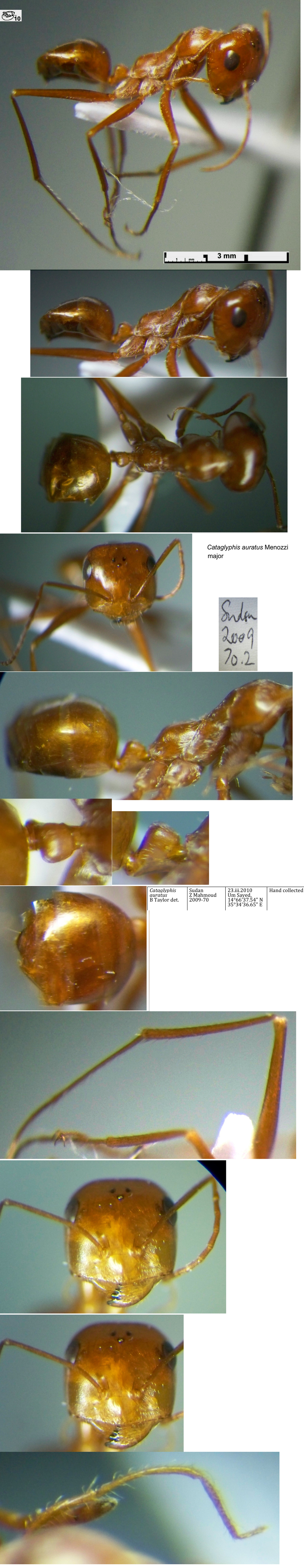 {Cataglyphis auratus major}