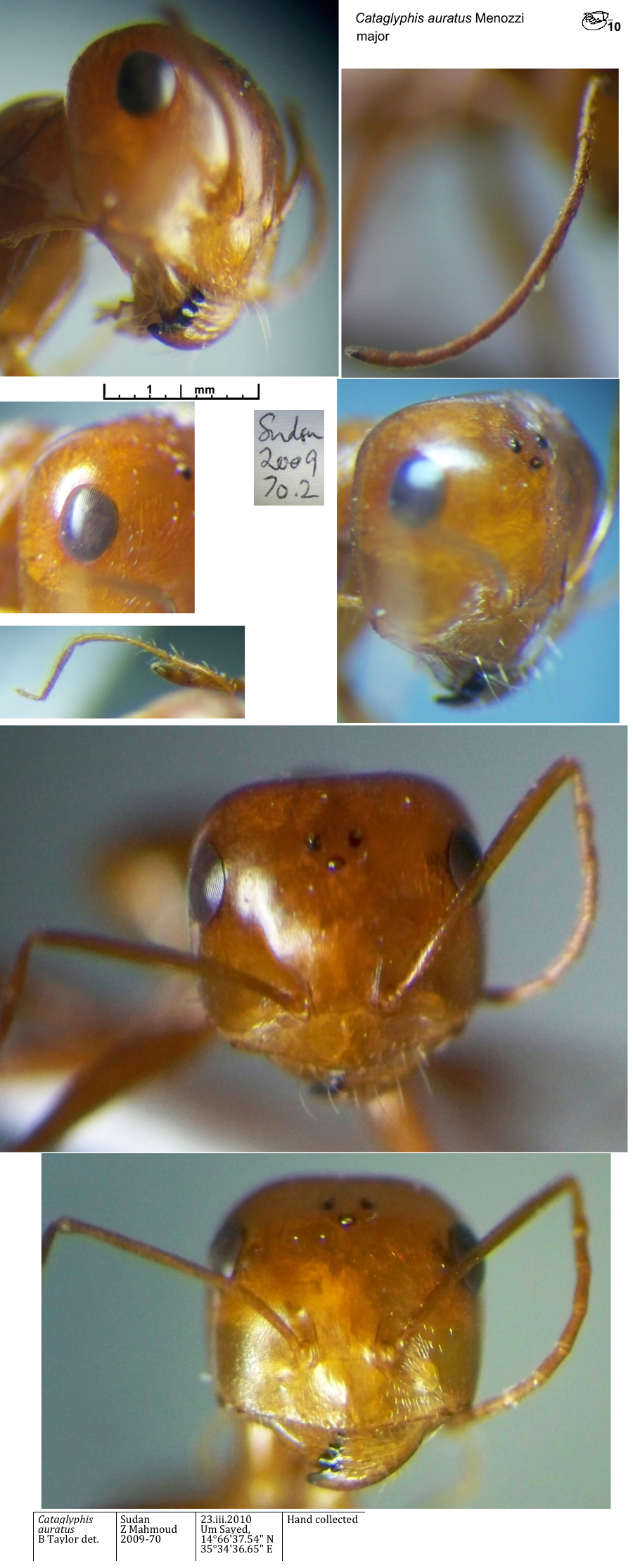 {Cataglyphis auratus major head}