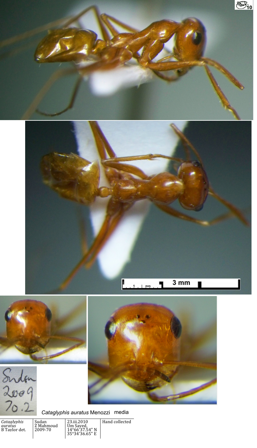 {Cataglyphis auratus media 2}