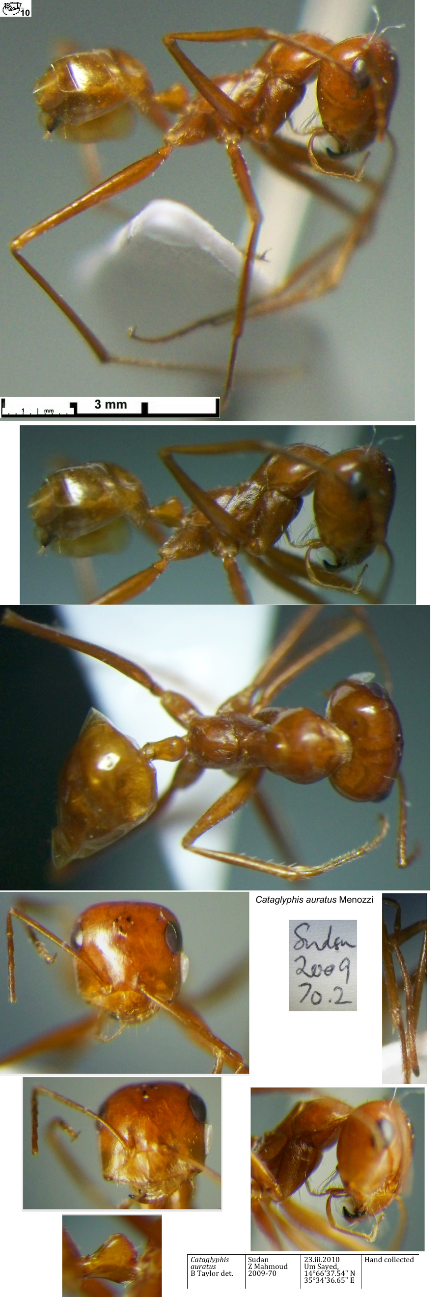 {Cataglyphis auratus media 1}