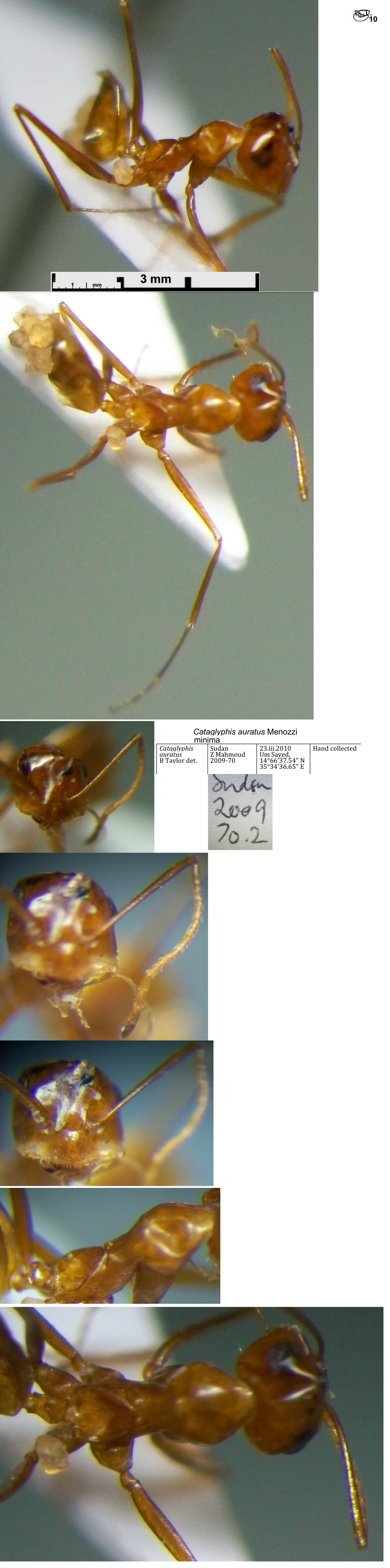 {Cataglyphis auratus minima}