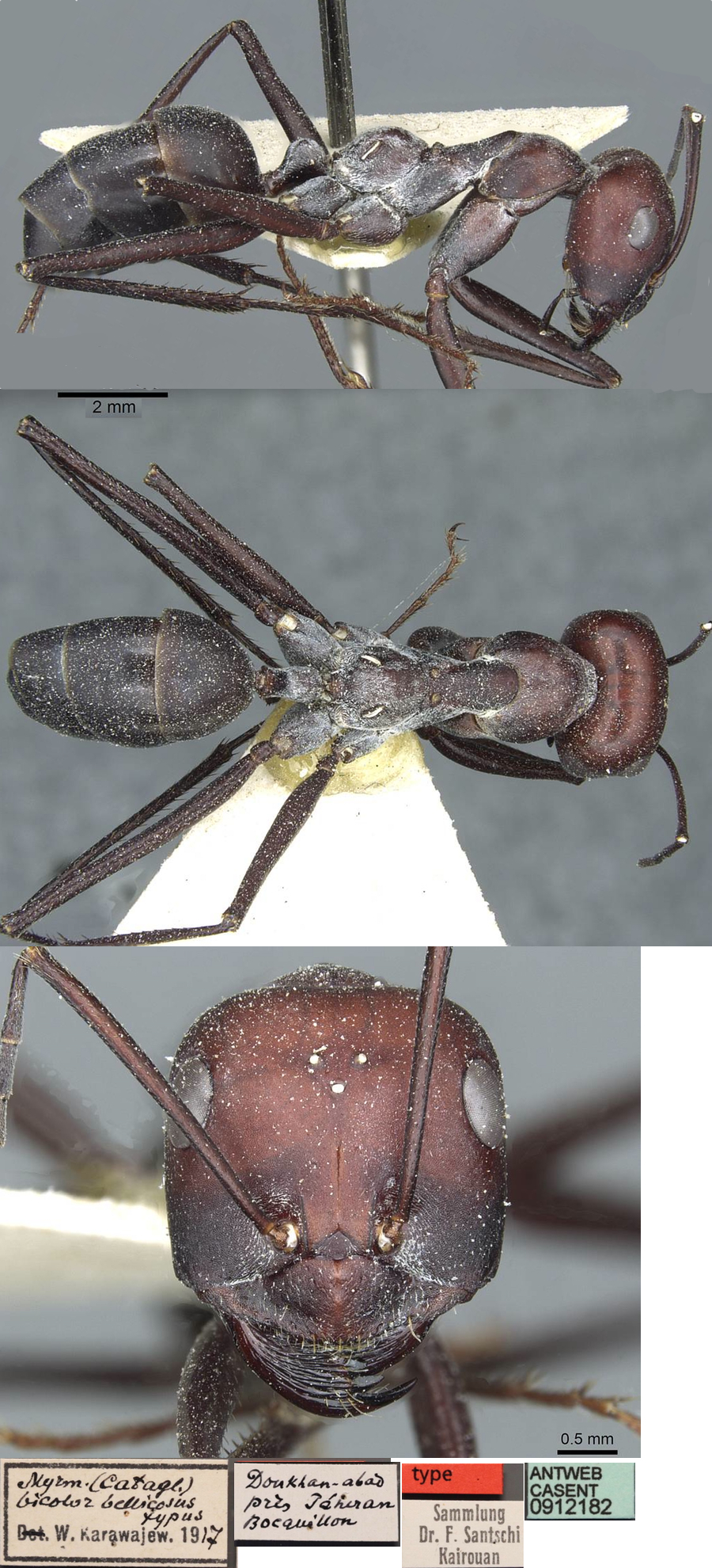 {Cataglyphis bellicosus}